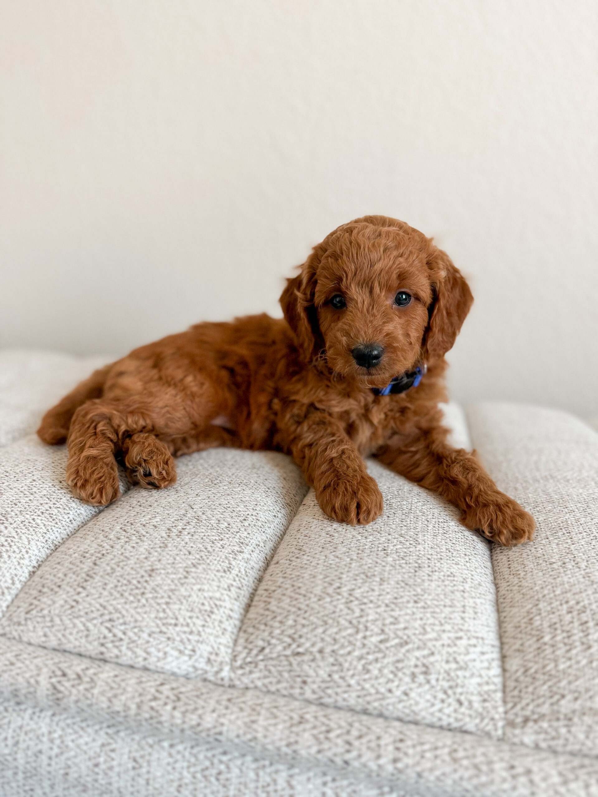 Red mini goldendoodle puppy from Montana Raised Doodles